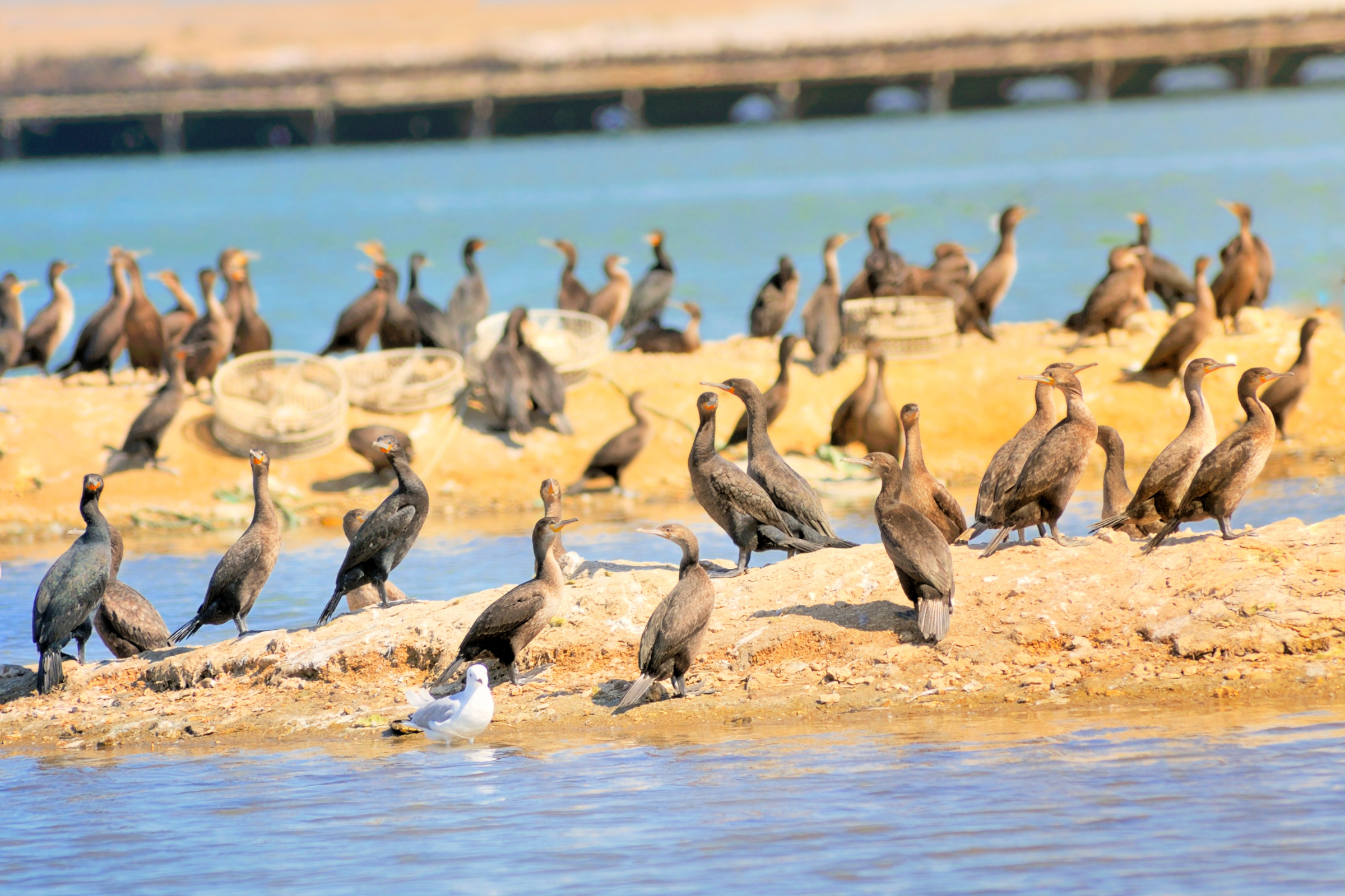 swakopmund (4).webp